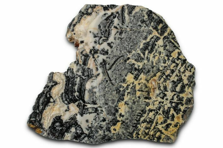 Proterozoic Columnar Stromatolite (Asperia) Slab - Australia #353617